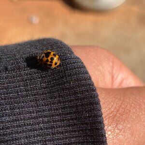 Meet your Posher, LA